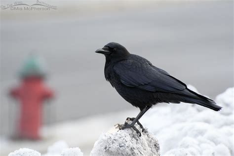 横浜スタジアム 駐車場 予約 そして、なぜカラスは駐車場でダンスをするのか？